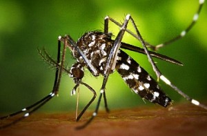 Indian government purposely didn't reveal Zika cases to public