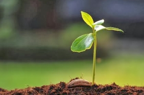Kerala govt starts to plant one crore tree saplings