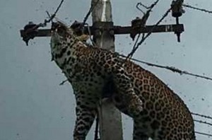 Leopard found dead in electric pole near Hyderabad