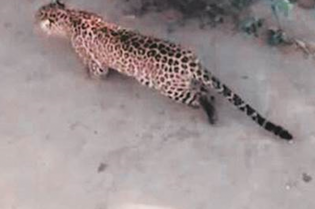 Leopard sneaks inside girl's hostel