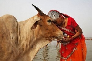 Make cow national animal: Maulana Arshad Madani