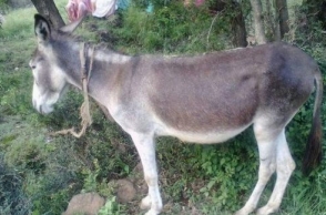 Man arrested over death of boy tied to donkey