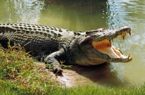 Man killed by crocodile in Thanjavur district