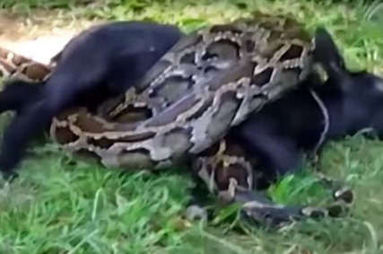 Man tries to save goat from clutches of python