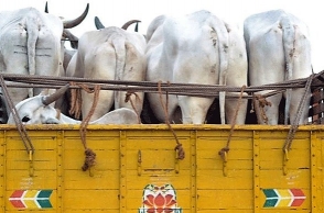 Mob thrashing 'cow smugglers' goes viral