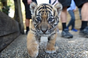 Newly born tiger in Odisha named ‘Bahubali’