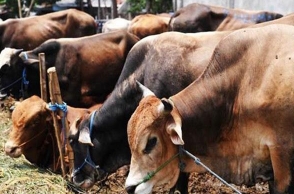 No ban on cow slaughter if elected to northeastern states: BJP