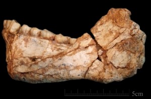 Oldest human fossil discovered in Morocco