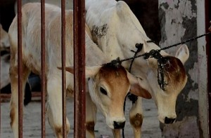 Party workers in Meghalaya quit BJP over cattle issue