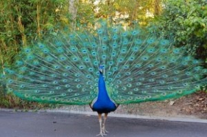 Peacock is national bird because it doesn't have sex: HC judge