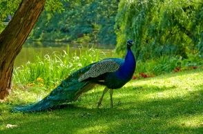 Peacock is the national bird for these qualities: Rajasthan HC