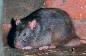 Rats ‘drink seized alcohol’ in India