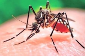 Researchers discover native Australian plant can kill Zika virus