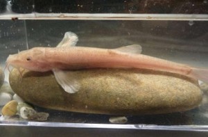 Researchers discover first cave fish in Europe