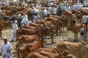 SC notice to Centre over ban on cattle trade for slaughter