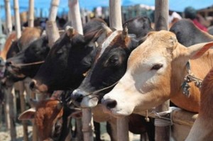 SC orders nationwide stay on Centre’s cattle slaughter rules