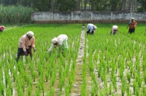 SC stays Madras HC order directing TN govt to waive all crop loans