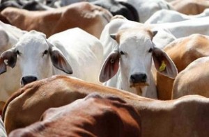 SC to hear ban on cattle slaughter plea on June 15