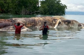 Scientists identify giant sea creature that washed up on Indonesian beach