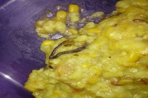 Snake found in mid-day meal at govt school