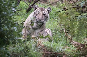 Tamil Nadu wildlife photographer captured rare 'pale tiger'