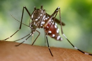 19-year-old die in TN because of Dengue