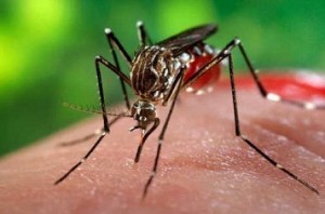 8,000 Dengue cases in Tamil Nadu so far