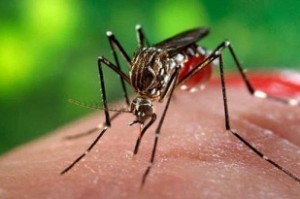 Dengue outbreak intensifies in Tamil Nadu