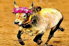 Alanganallur Jallikattu: Big prize announced for best bull tamer, rearer