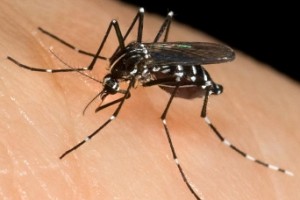 Dengue cases rising in Chennai