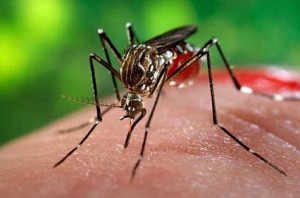 Tamil Nadu: Over 10,000 affected by Dengue