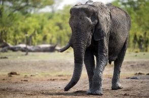 TN woman crushed to death by Elephant