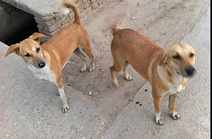 Two dogs save a girl's life in Chennai
