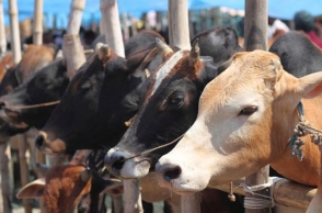 Two get 5-yr imprisonment for cow slaughter