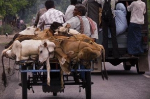 UP govt to use NSA against cow smugglers