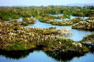 Vedanthangal bird sanctuary to close for visitors from June 1