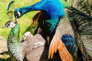 Visitors increased in peafowl sanctuary to check wheather HC judge was true