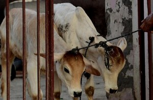 Will not ban cow slaughter if elected: Meghalaya BJP