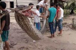 25.6 ft python attacks man, then whole village ate the snake