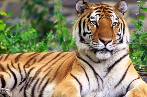 Bengal tiger kills Siberian tiger at Chinese zoo