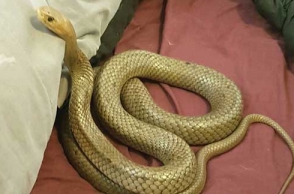 Couple finds deadly snake hiding in bed