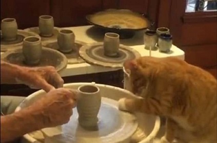 Curious little cat learning to make a pot; video goes viral Curious little cat learning to make a pot; video goes viral