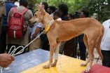 Sathyaraj & Sibiraj rescue a dog which survived the Porur disaster