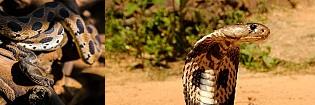 India's most deadliest snakes
