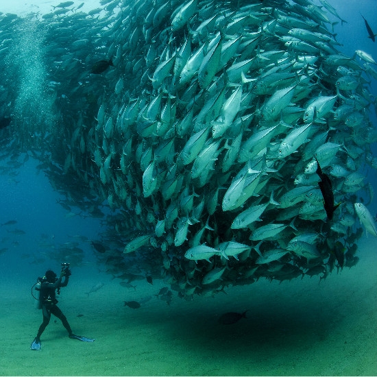 A Gigantic School of Fish Vs Tiny Human