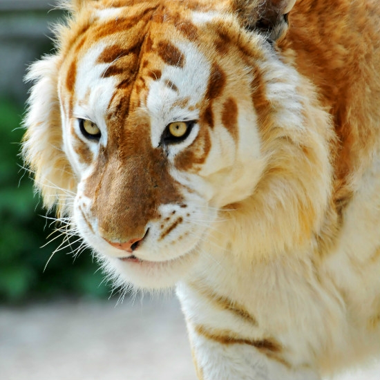 The Rare Golden Tiger