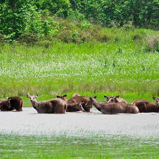Sundarbans National Park, West Bengal