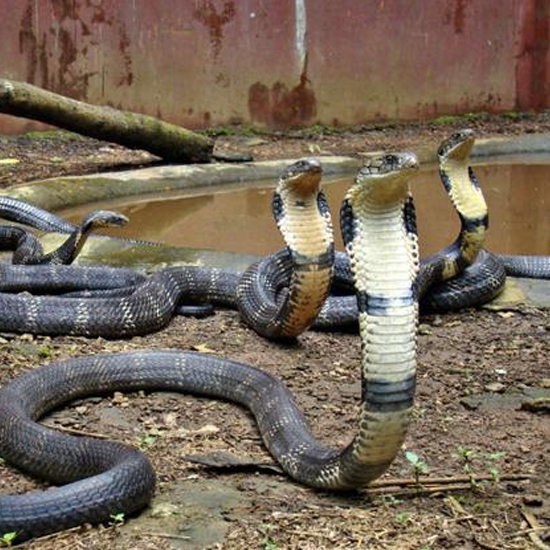 The King Cobra