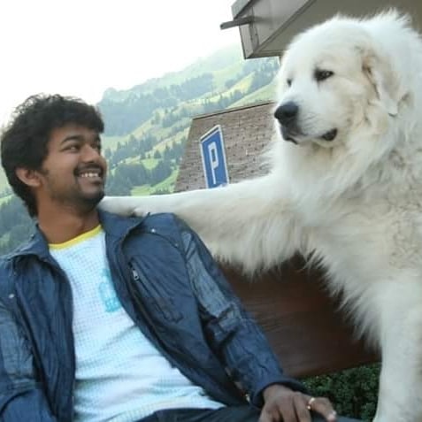 Vijay adorable throwback pic with dog on Villu sets