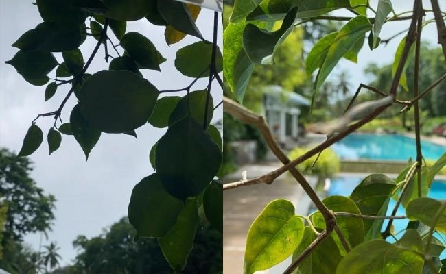 Nayanthara's romantic goa vacation with Vignesh Shivan pics and video viral